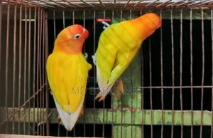 ইয়োলো এবং প্যাস্টেল গ্রিন ফিসার লাভ বার্ড পাখি
