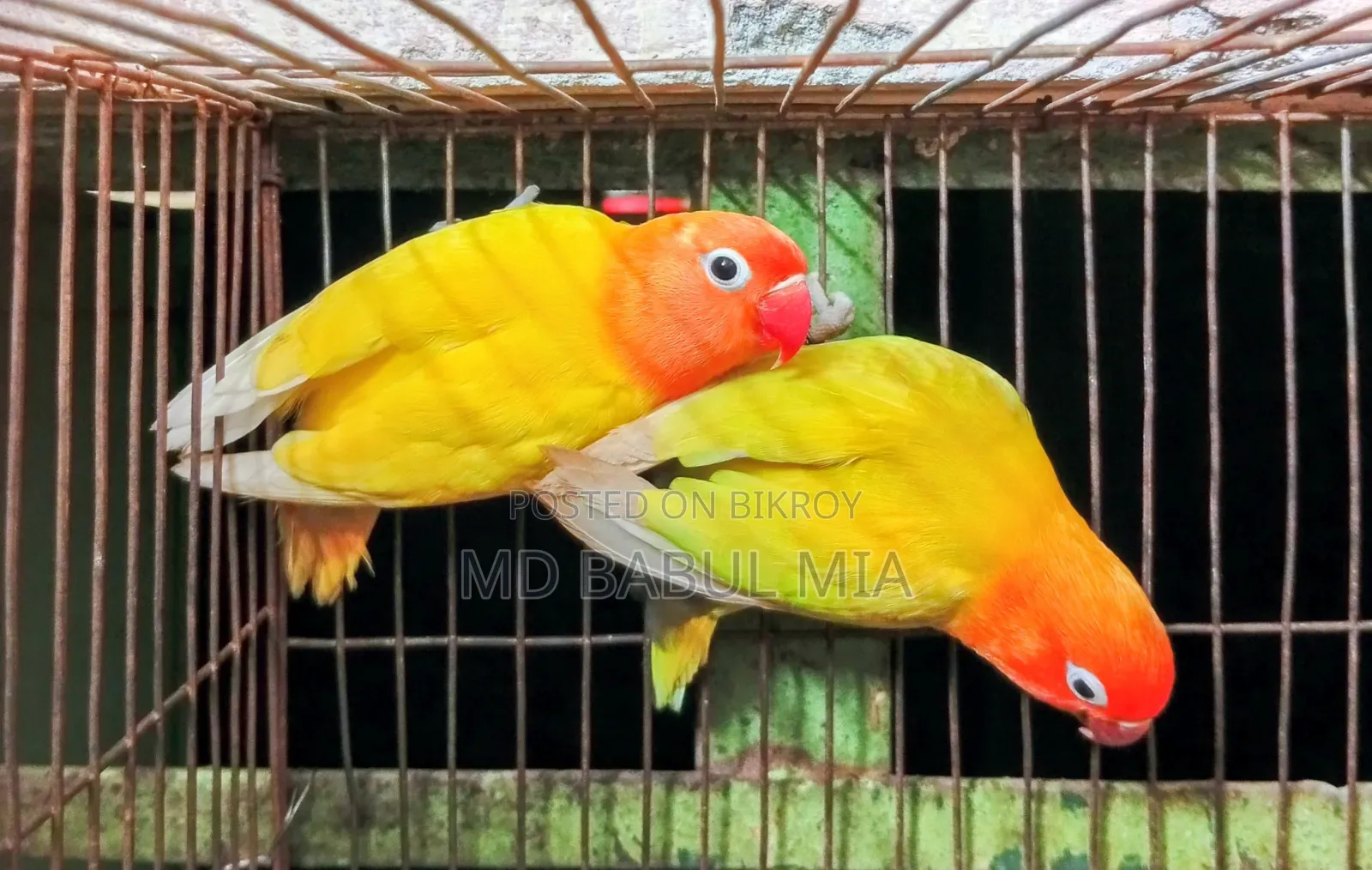 ইয়োলো এবং প্যাস্টেল গ্রিন ফিসার লাভ বার্ড পাখি