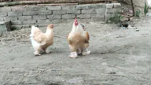 ব্রাহমা মুরগি
