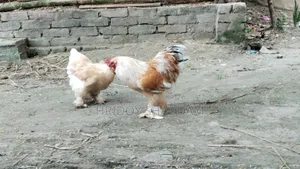 ব্রাহমা মুরগি