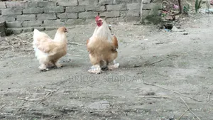 ব্রাহমা মুরগি