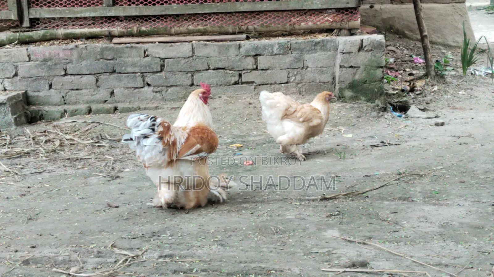 ব্রাহমা মুরগি