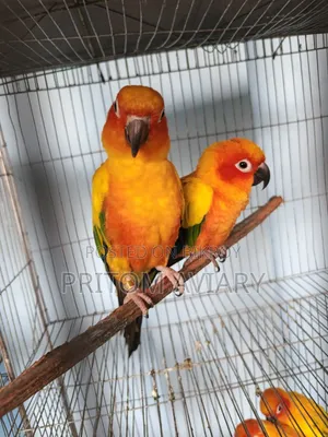 Sun Conure Adult Pair