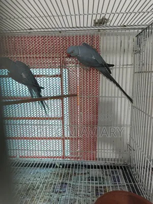 Grey Ringneck Adult Pair