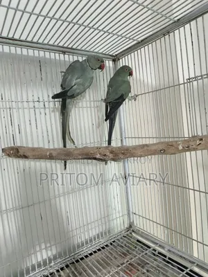 Turquoise Grey Ringneck