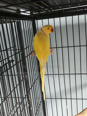 Lutino Adult Male