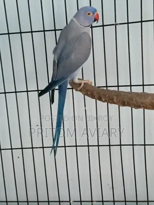 Violet Adult Male
