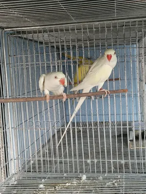 Pallid Ringneck Adult Pair