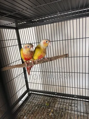 Sun Cheek Conure Breeding Pair
