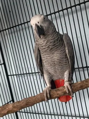 Grey Adult Male