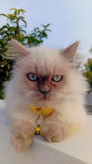 3-6 Months Female Purebred Persian Cat