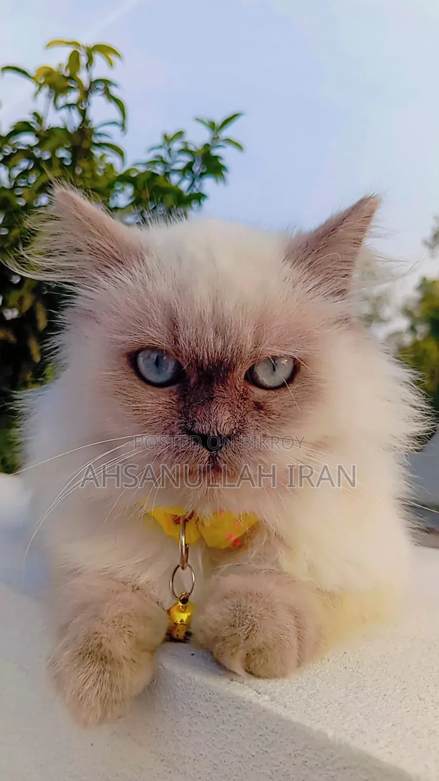 3-6 Months Female Purebred Persian Cat