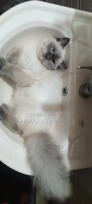 3-6 Months Female Purebred Persian Cat