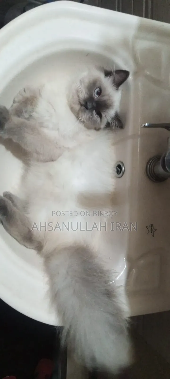 3-6 Months Female Purebred Persian Cat