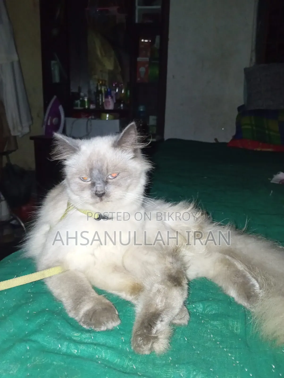 3-6 Months Female Purebred Persian Cat