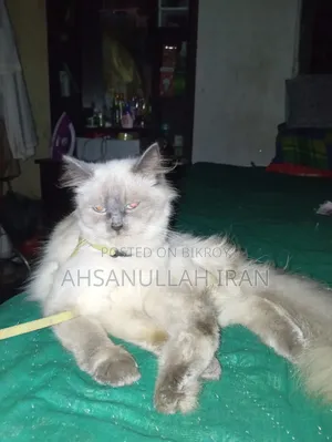 3-6 Months Female Purebred Persian Cat