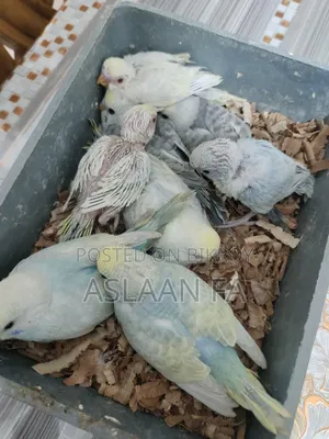 Budgie Babies