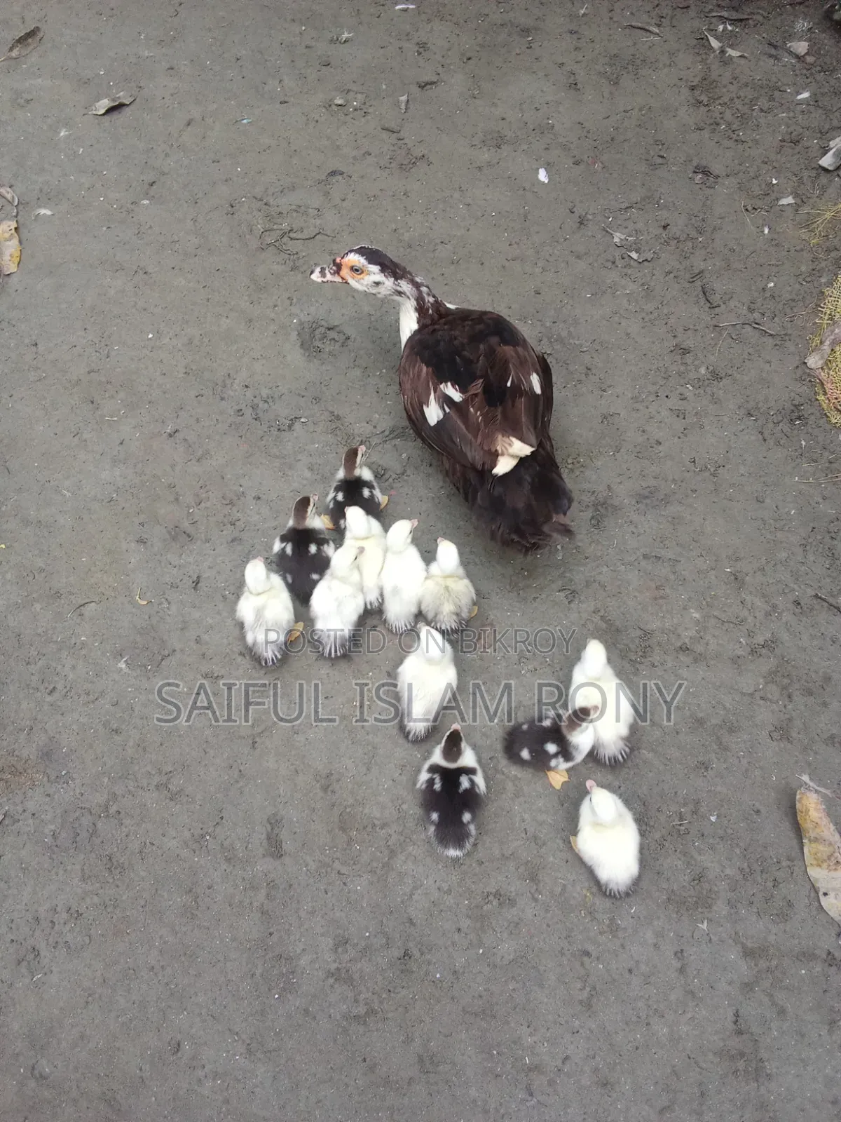 Chinese ducklings will be sold.