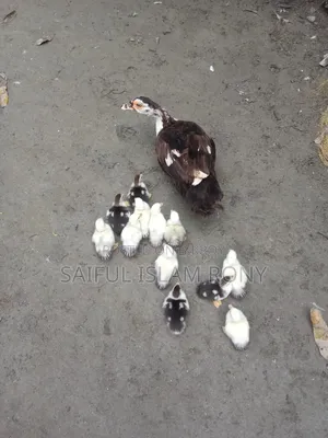 চিনা হাসের বাচ্চা বিক্রি করা হবে।