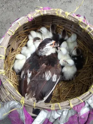 Chinese ducklings will be sold.