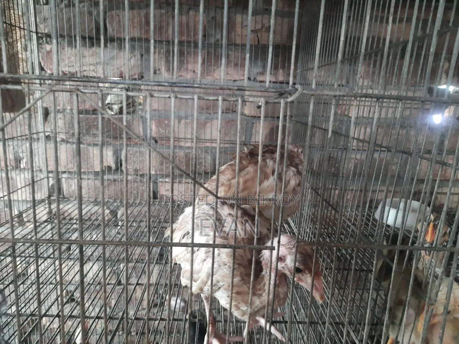 আপনি কি খামারের জন্য বা শখে পালনের জন্য উন্নত জাতের টার্কি খুঁজছেন?