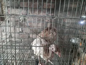 আপনি কি খামারের জন্য বা শখে পালনের জন্য উন্নত জাতের টার্কি খুঁজছেন?