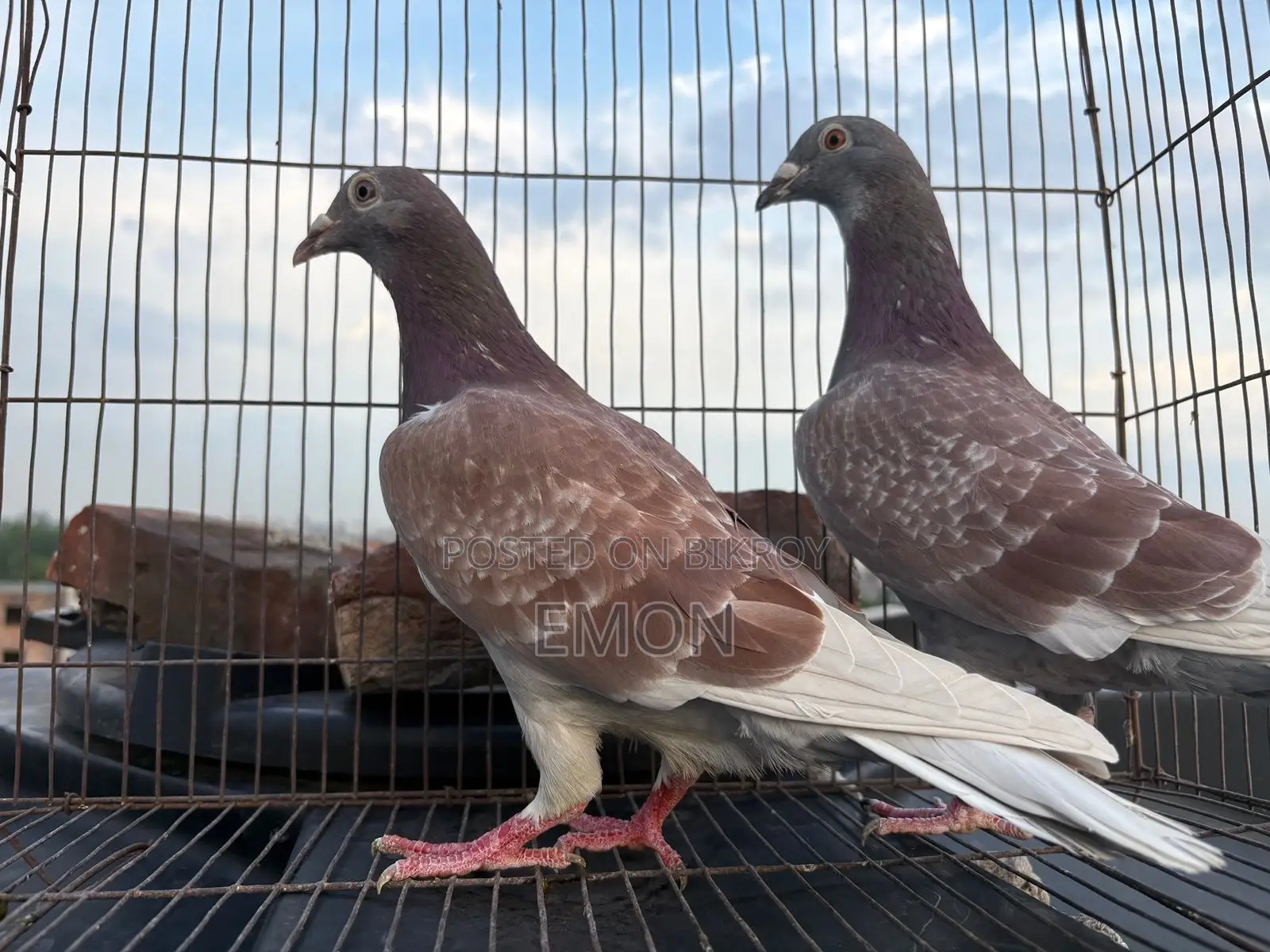 Red Checker Running Pair