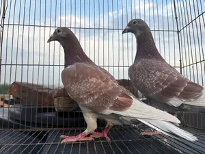 Red Checker Running Pair