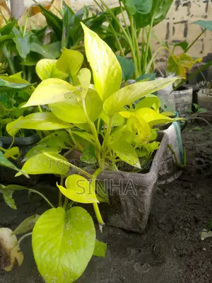 Money Plant
