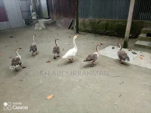 These lay eggs 3-4 times a year