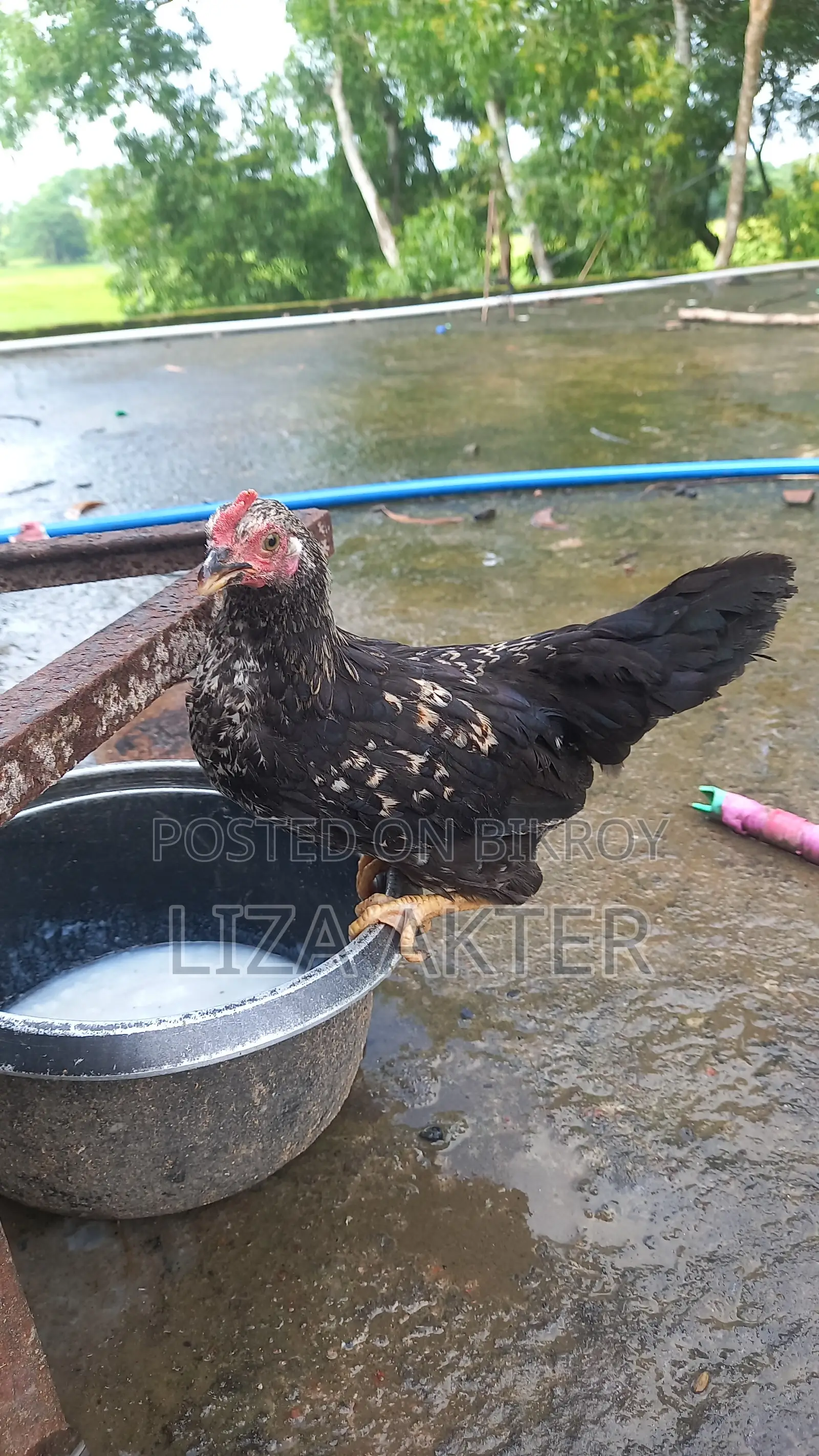 মুরগির বাচ্চা