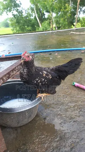 মুরগির বাচ্চা