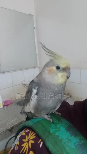 ককাটিয়েল পাখি