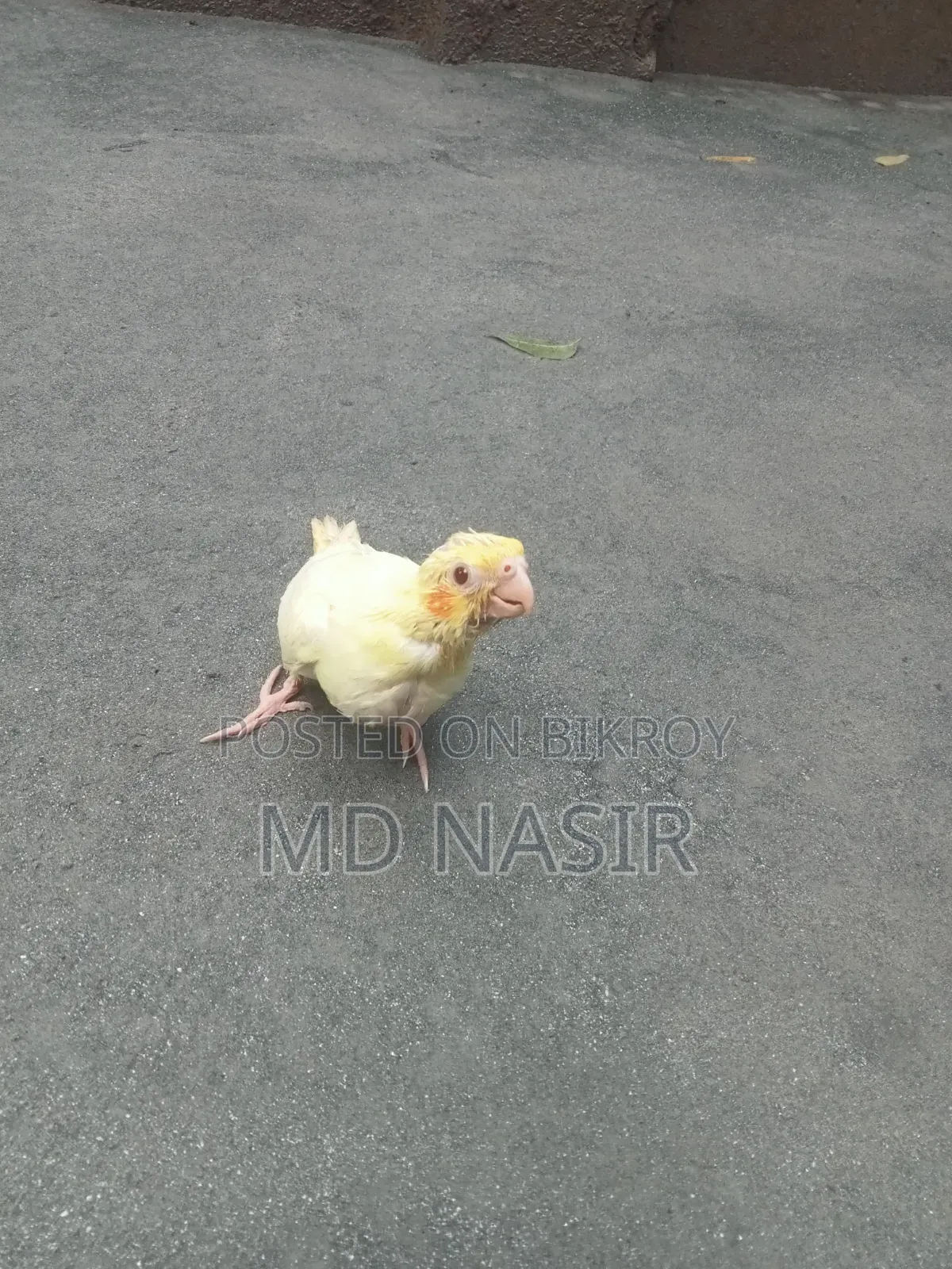 টিম সাইজ কোকাটেল বেবি