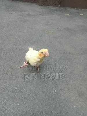 টিম সাইজ কোকাটেল বেবি