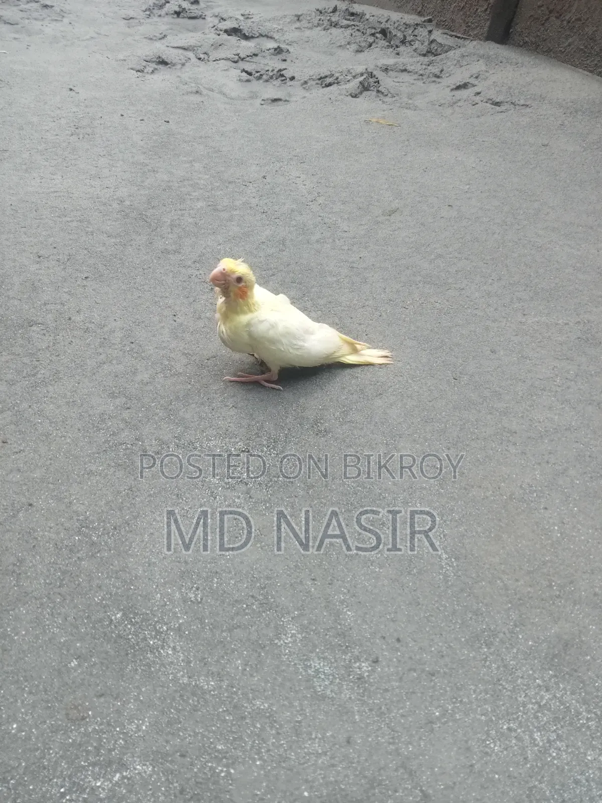 টিম সাইজ কোকাটেল বেবি
