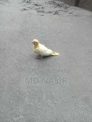 টিম সাইজ কোকাটেল বেবি