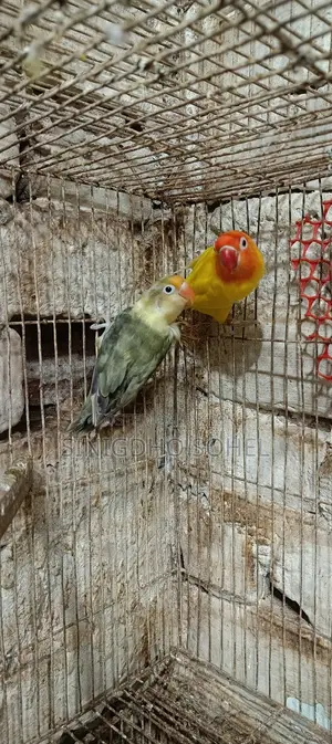 ইয়েলো ফিশার লাভ বার্ড