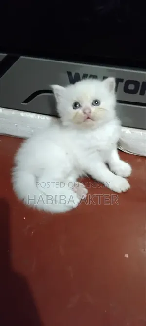 1-3 Months Male Purebred Persian