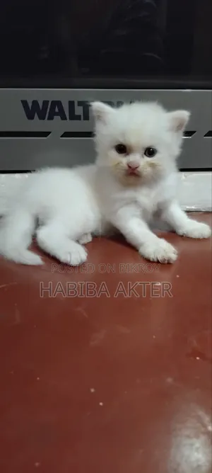 1-3 Months Male Purebred Persian