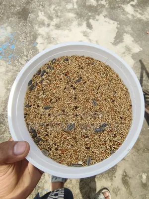 Budgerigar Bird Food