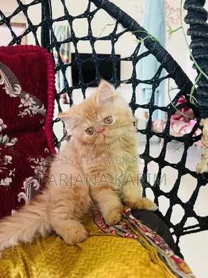1-3 Months Female Purebred Exotic