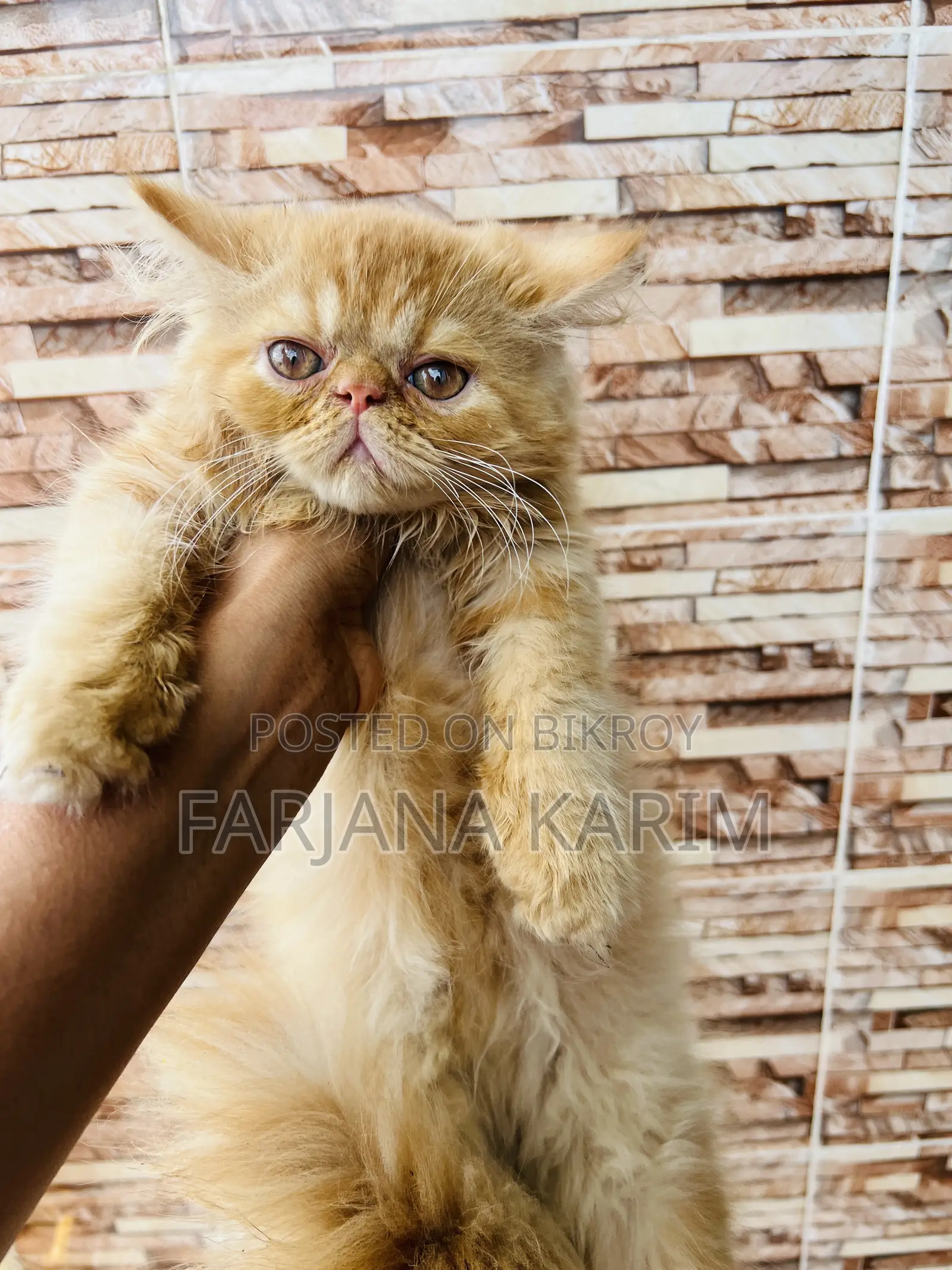 1-3 Months Female Purebred Exotic