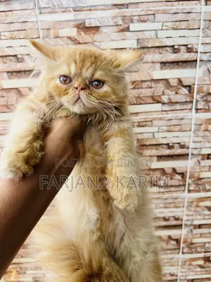 1-3 Months Female Purebred Exotic
