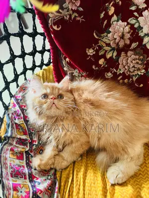 ১-৩ মাসের ফিমেল পিওরব্রেড এক্সোটিক