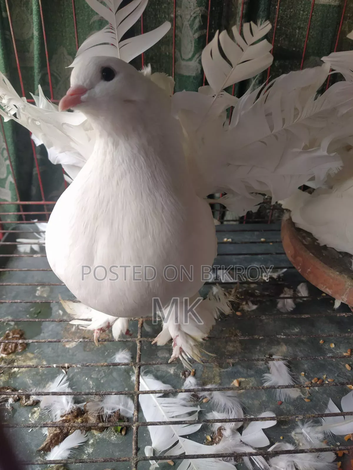 ২টি লক্ষা মাদি কবুতর