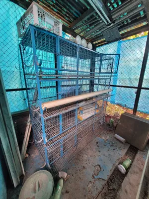 কবুতর, মুরগীর খাঁচা