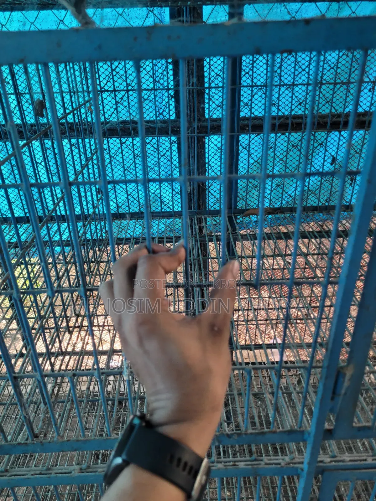 কবুতর, মুরগীর খাঁচা