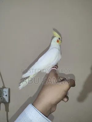 Tame Size Cockatiel Baby Available