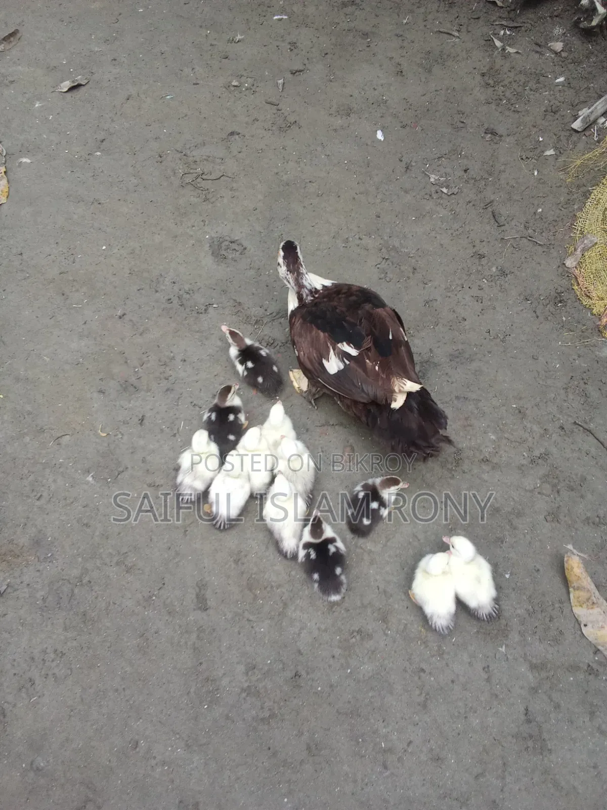 Chinese ducklings will be sold.